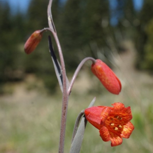 Fritillaria recurva